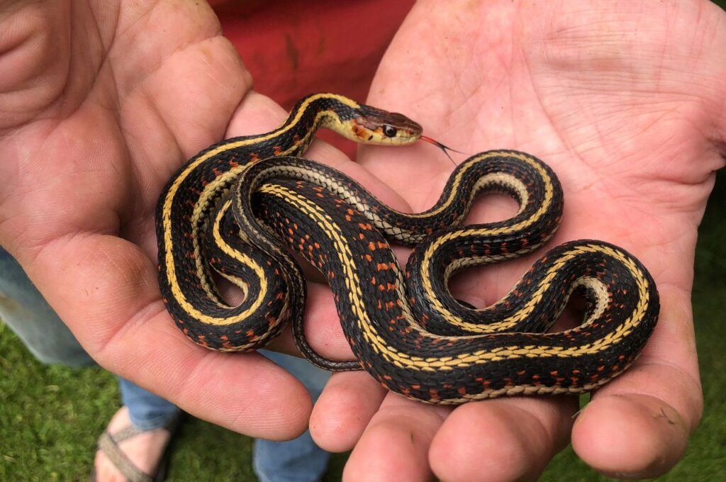 Garter Snake