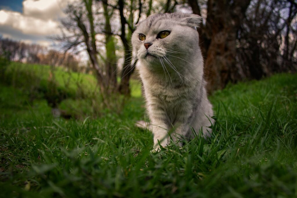 Scottish fold cat outside