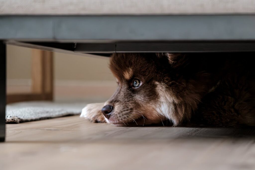 Dog Under furniture