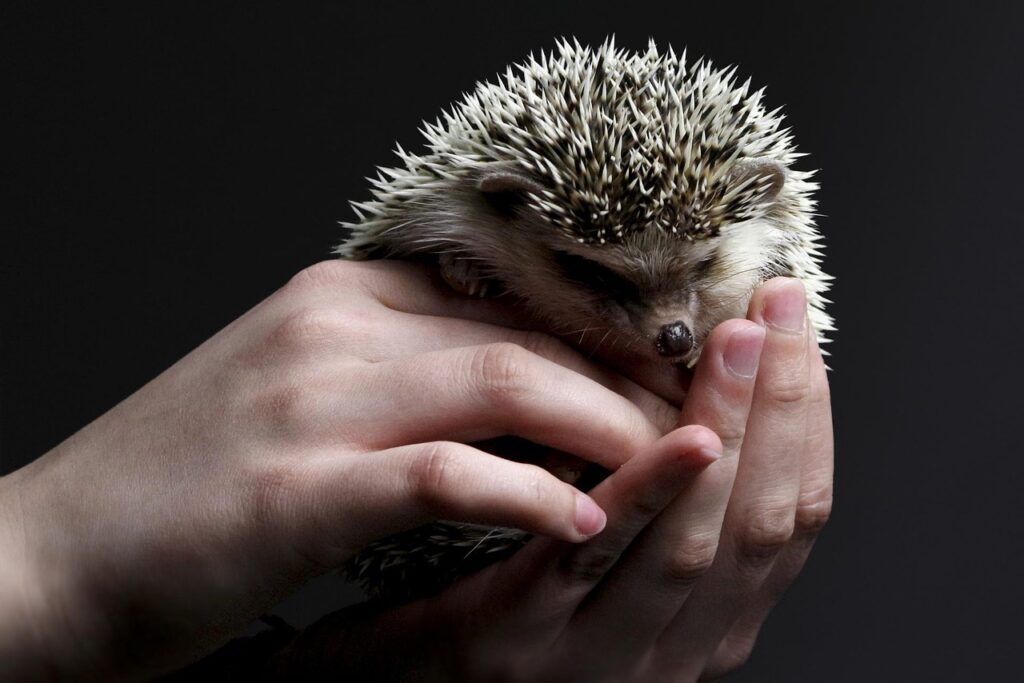 Someone holding a Hedgehog