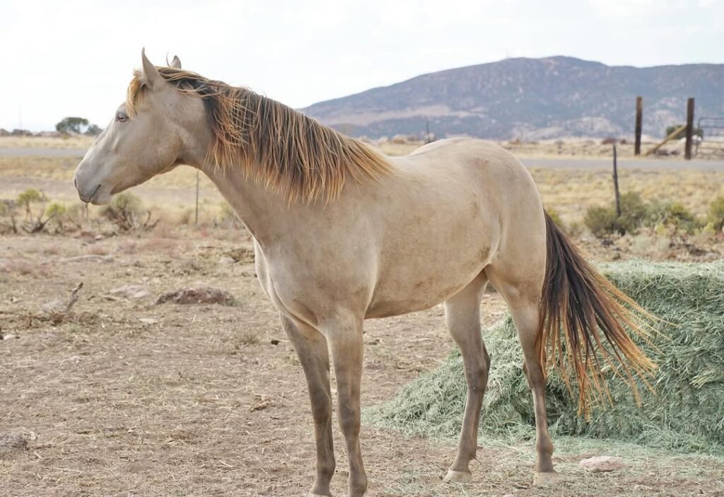 missouri fox trotter