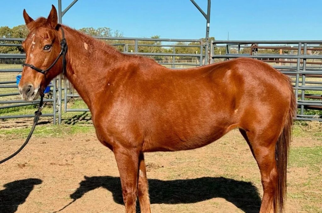 Missouri Fox Trotter