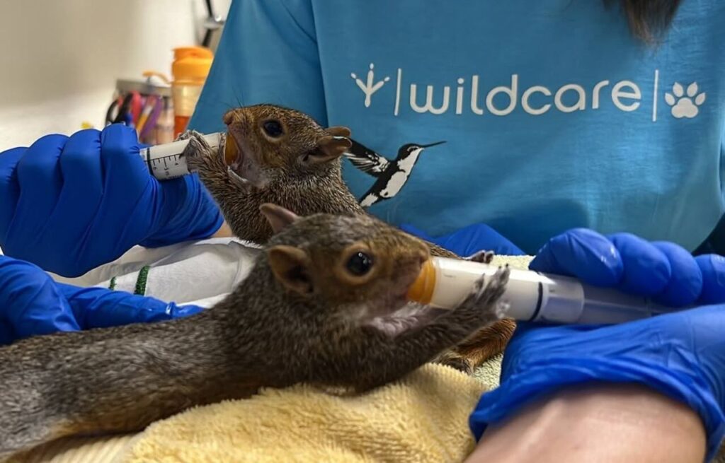 Squirrels with vet