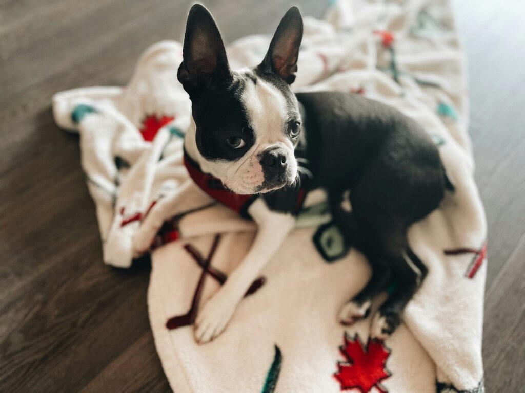 Boston Terrier