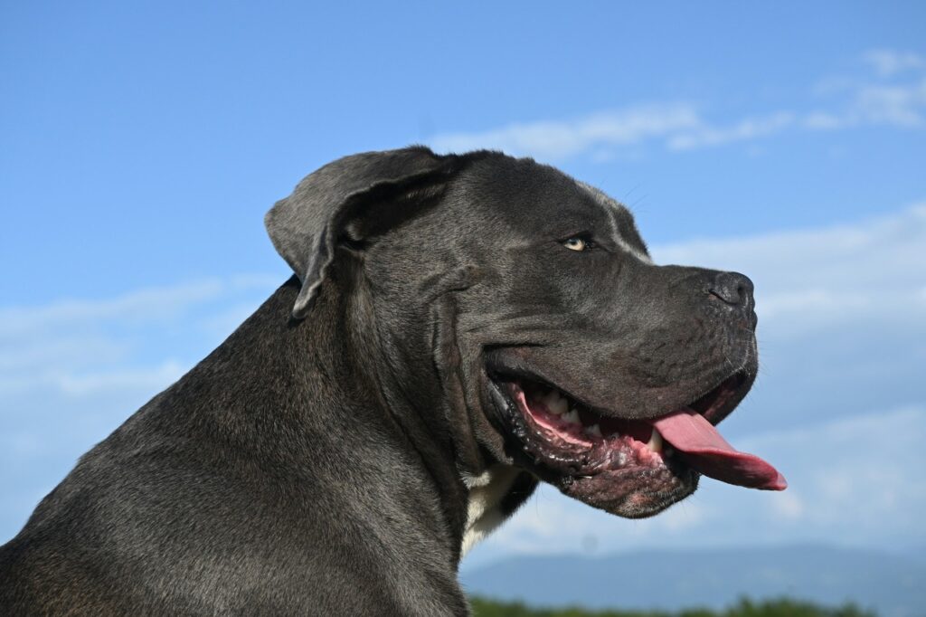 Cane Corso