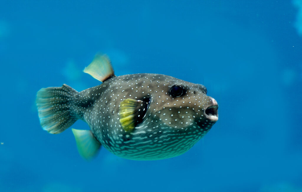 Puffer fish