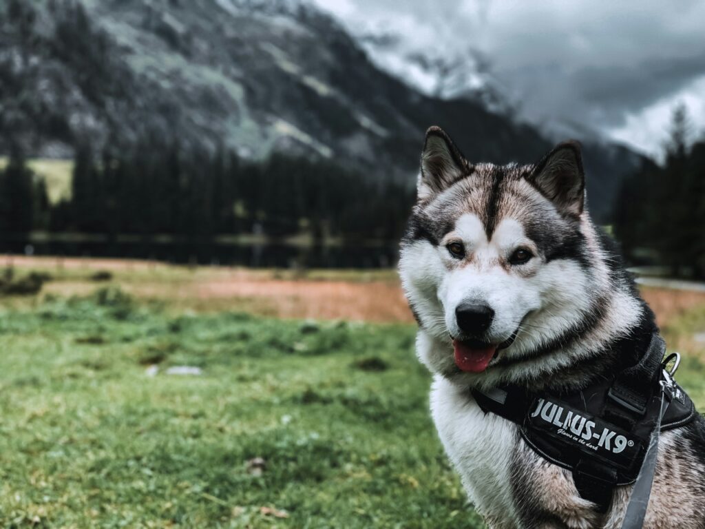 Siberian Husky