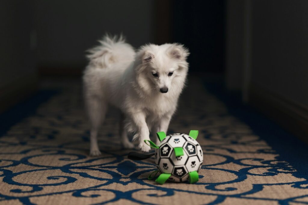 American eskimo dog playing with toy