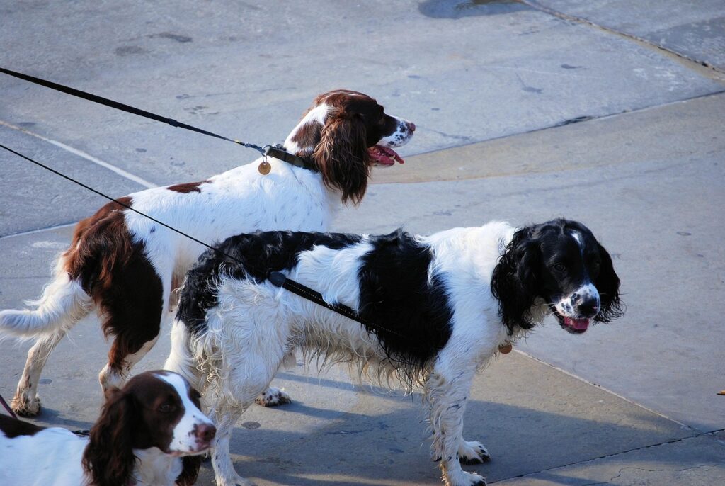 Two English Springer Spaniel