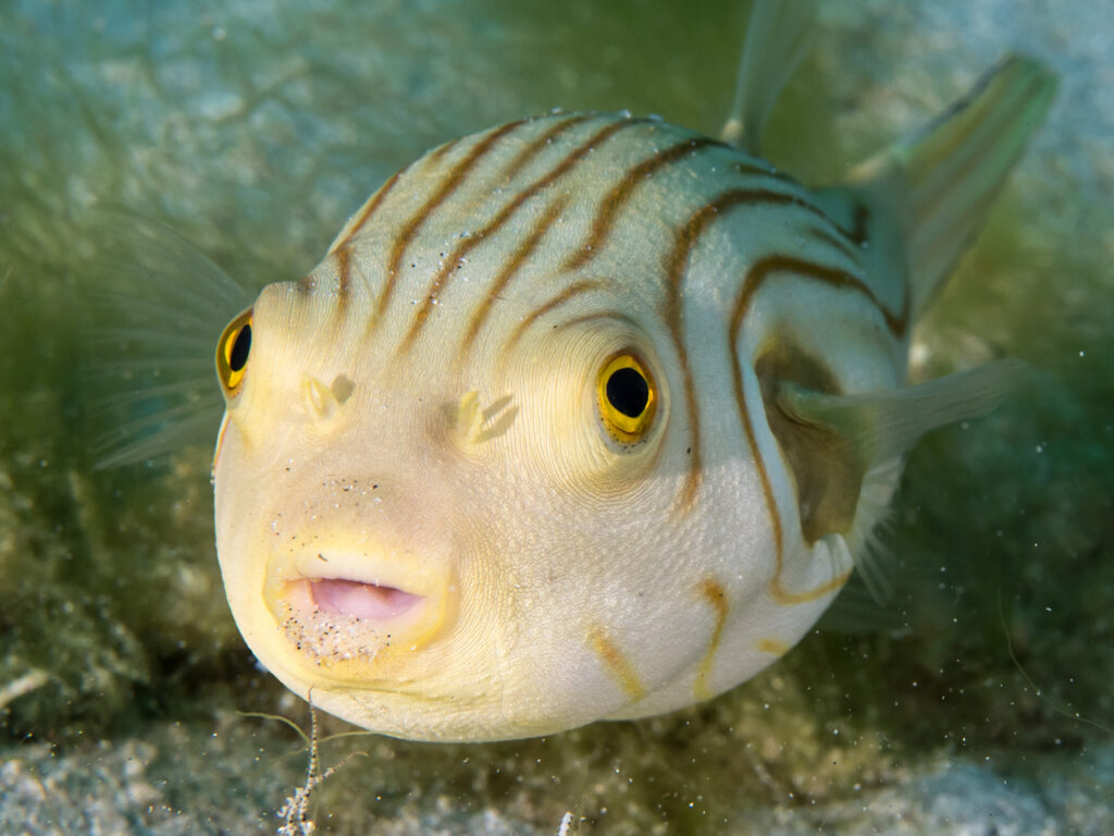 Striped Puffer