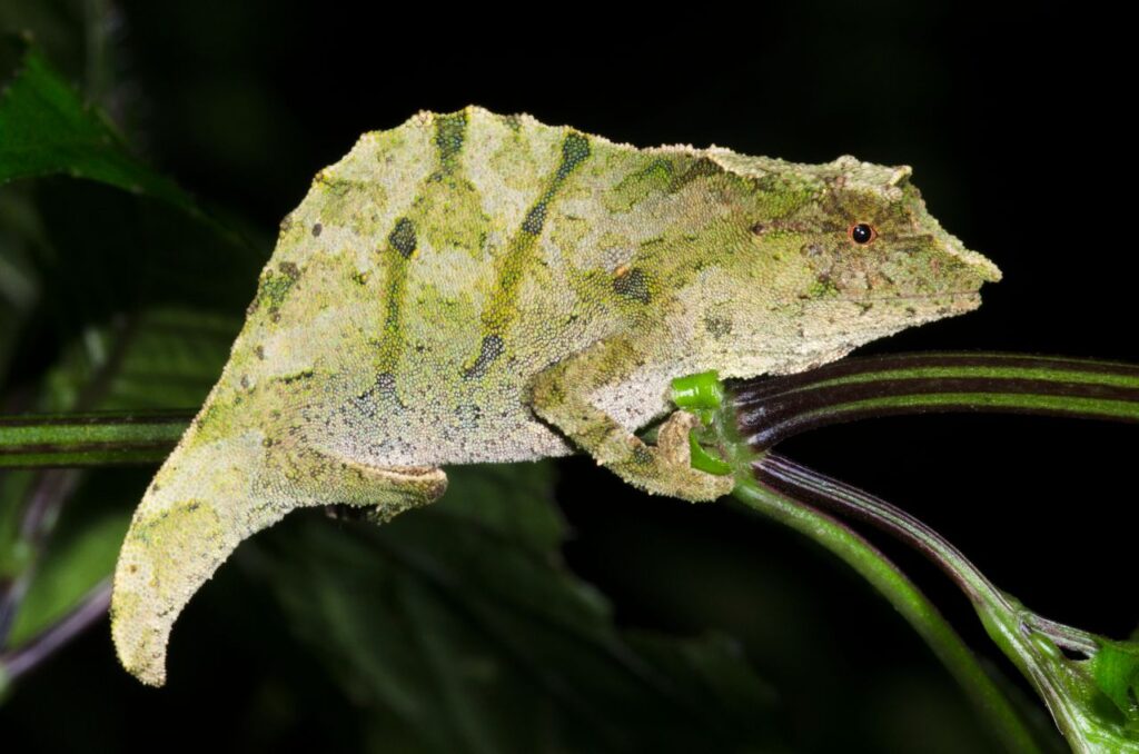 pygmy chameleon