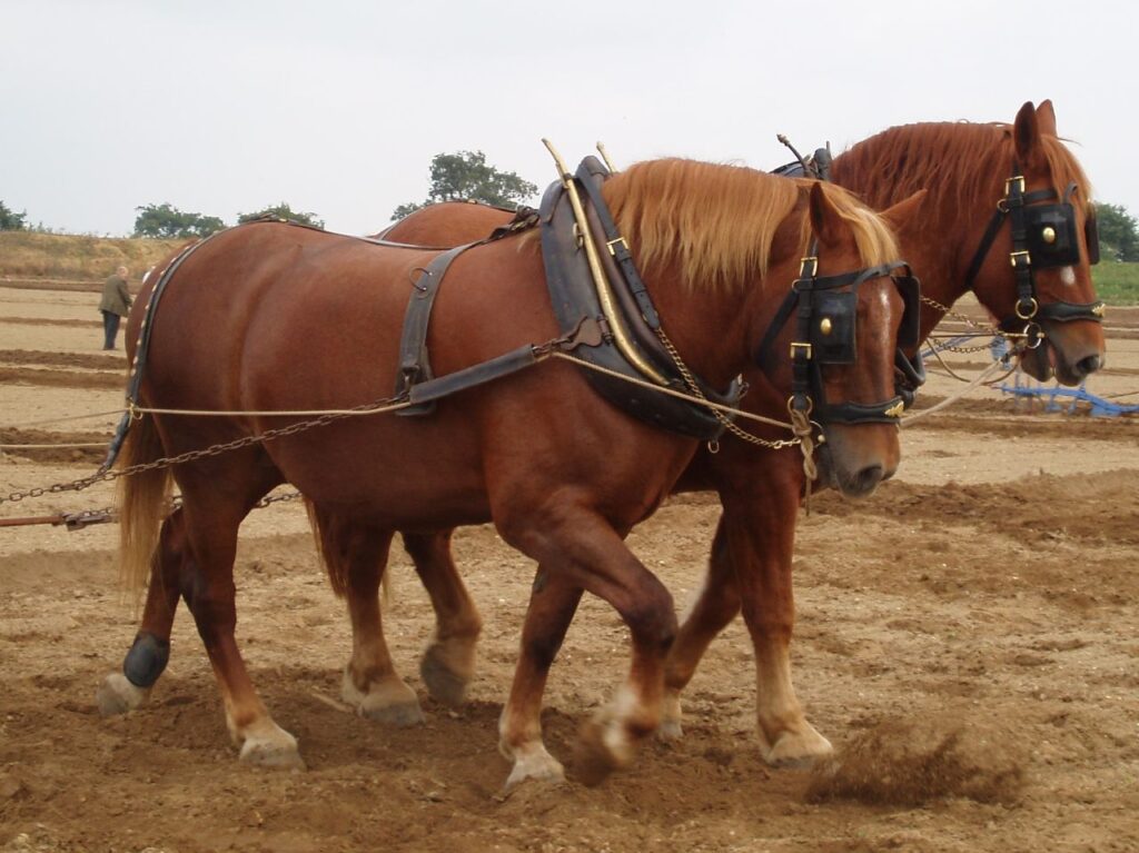 suffolk punch horses plowing fields