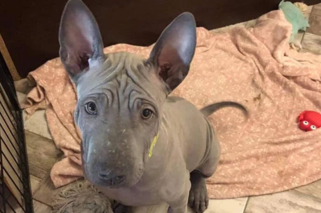 Blue Coated Thai Ridgeback