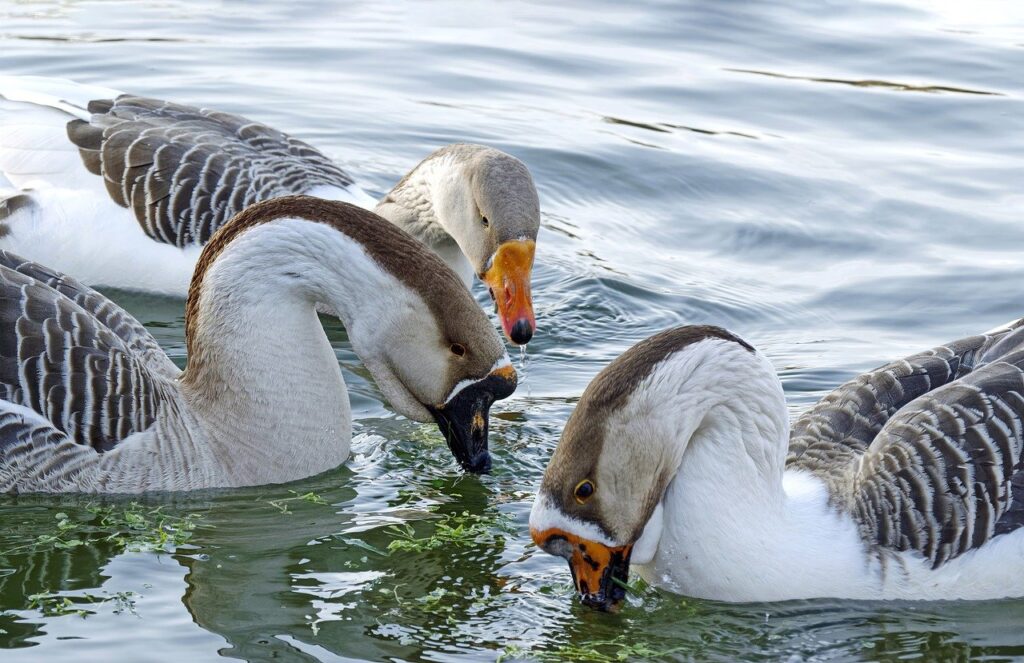 Geese in water
