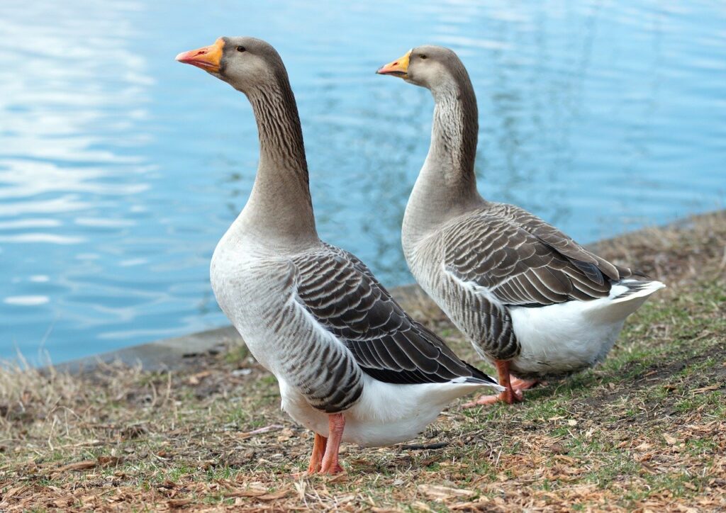 Two geese