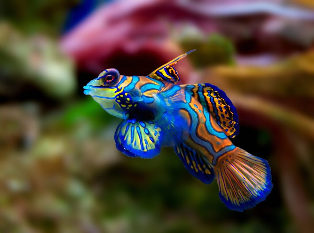 Mandarin Fish