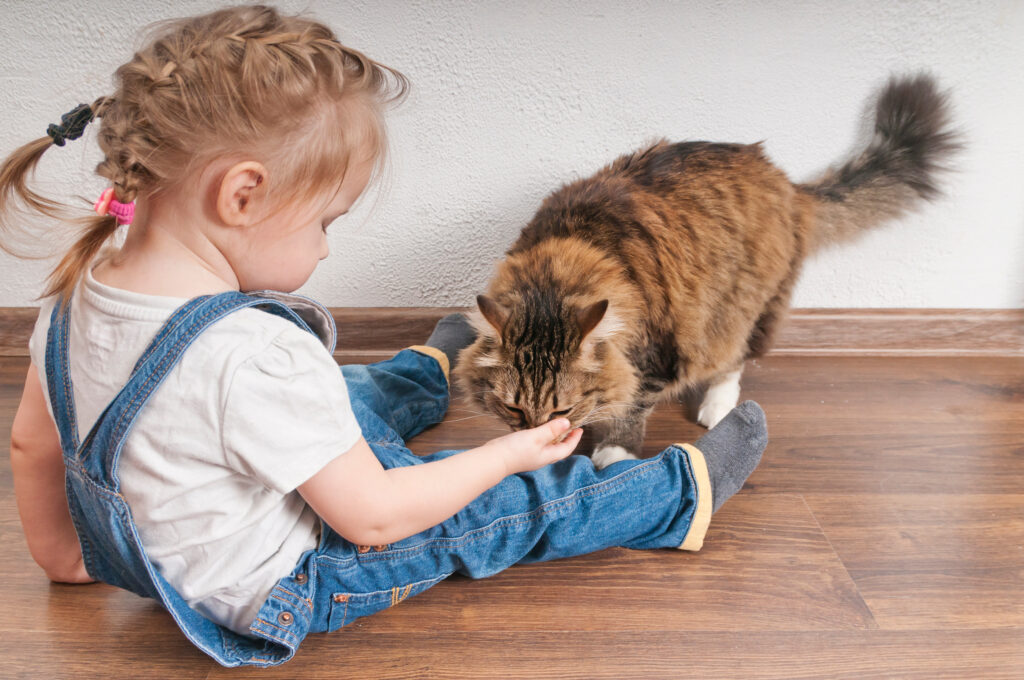 Little girl feeds the domestic cat