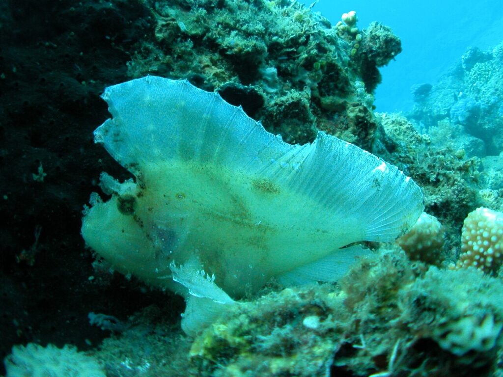Leaf Scorpionfish
