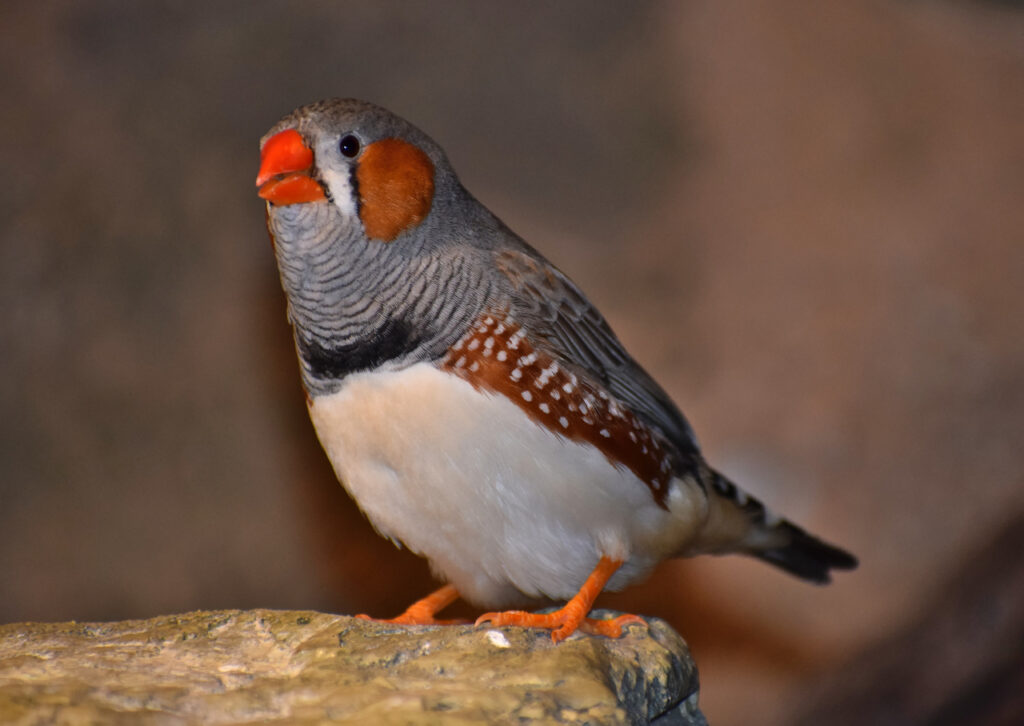 timor finch