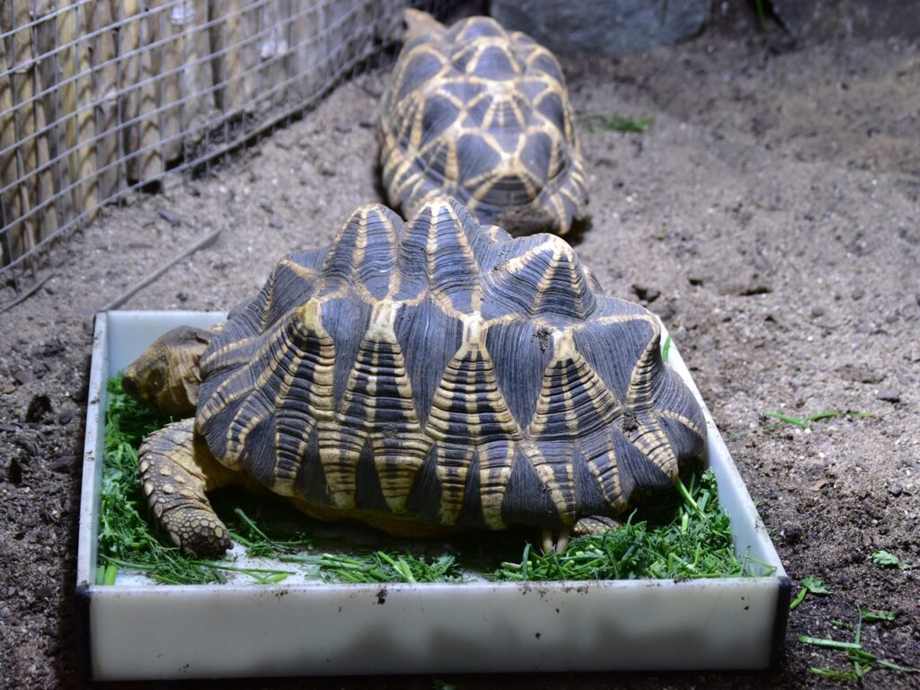 Burmese star tortoise