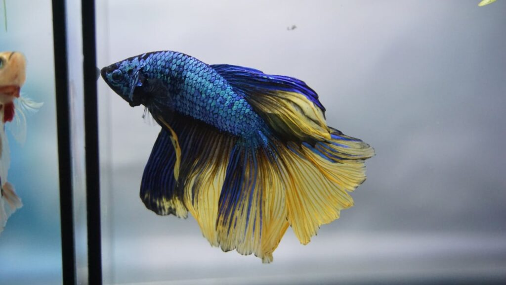 A Blue Mustard Betta Fish in an Aquarium