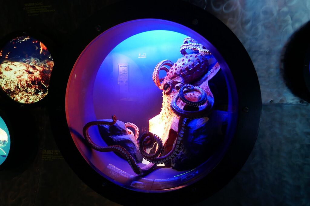 Octopus squirming in an aquarium