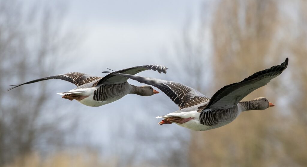 Flying geese