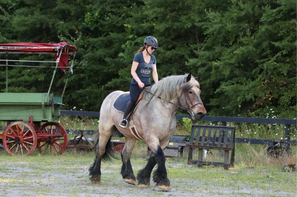 Barbant strong gray horse with rider outdoors