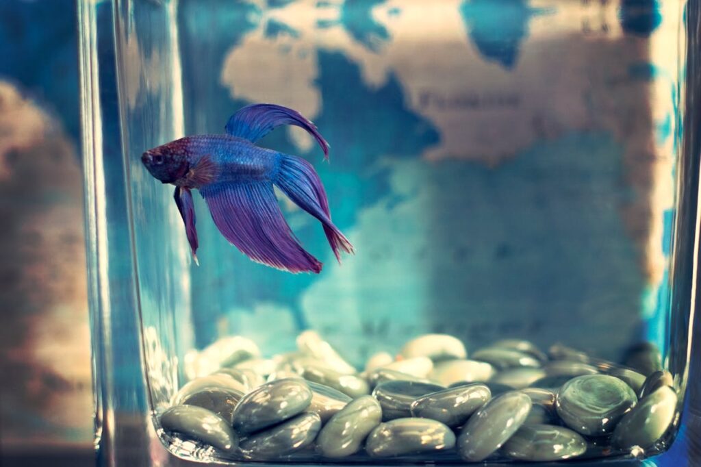Purple Betta Fish on an Aquarium