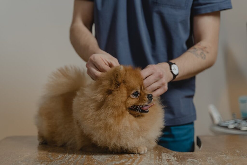 Pomeranian with vet