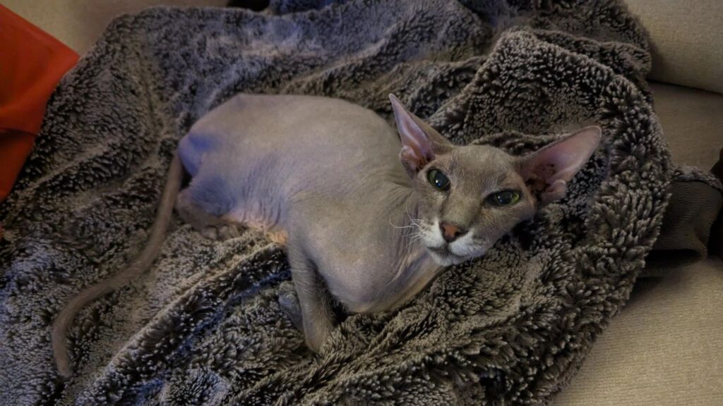 Peterbald cat