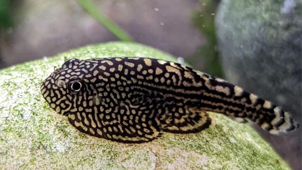 hillstream loach