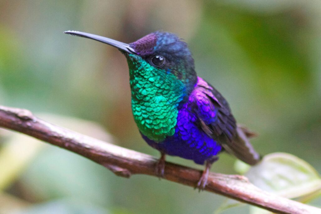 violet woodnymph