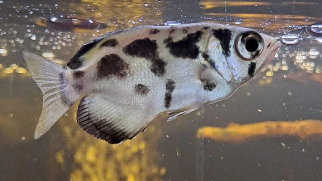 Archerfish