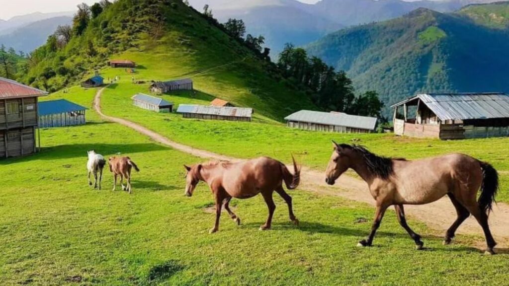 Wild Caspian Horses roam around the tiny village