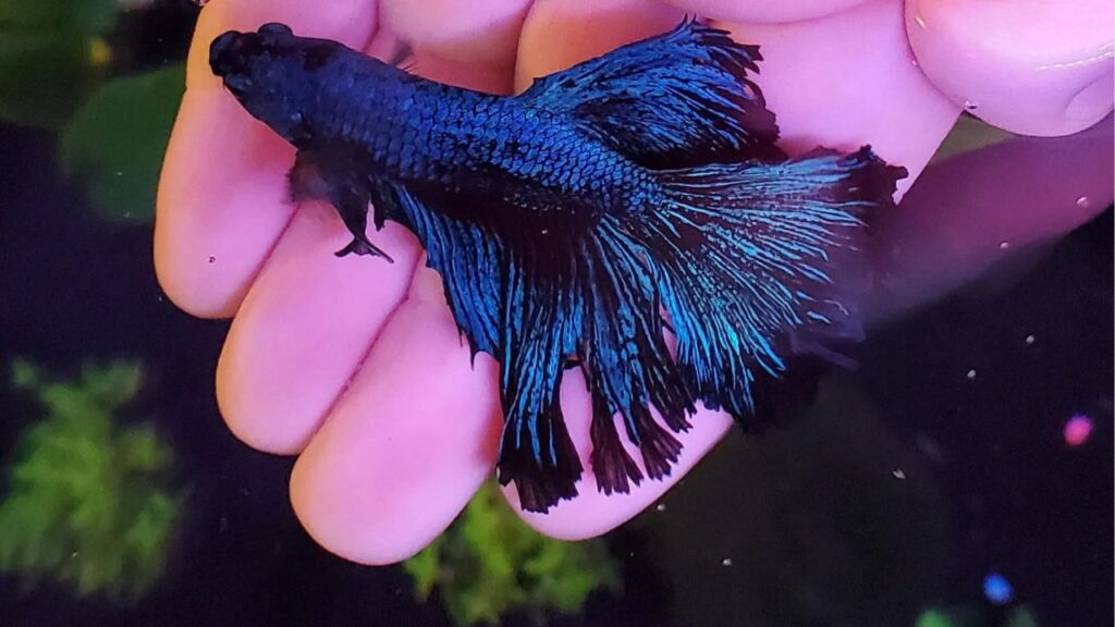 betta fish petting