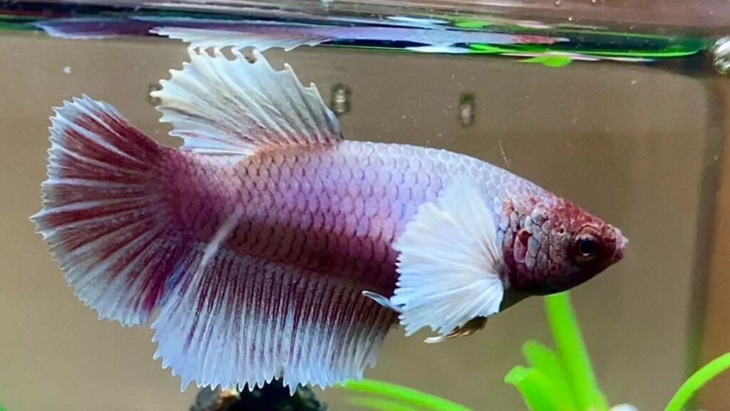 elephant ear betta