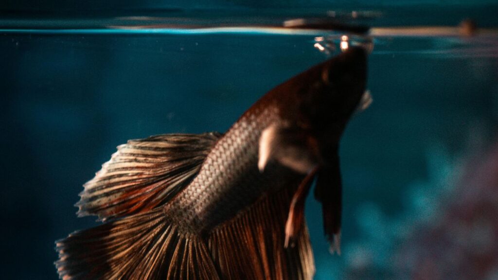Betta fish inside aquarium