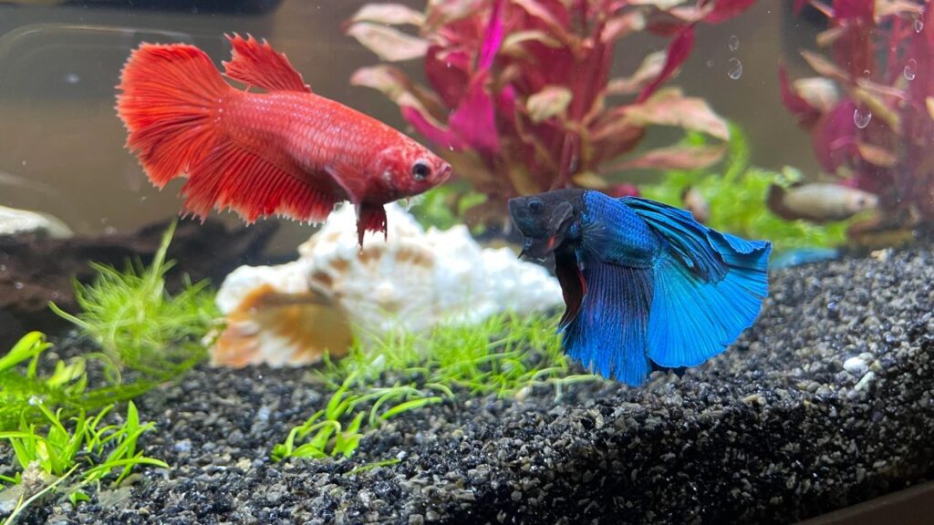 Female betta fish in pair
