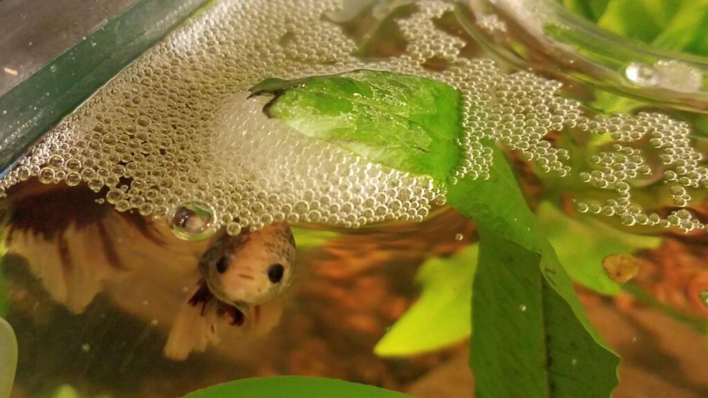 Betta fish nest