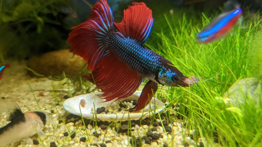 Bettas eat shrimp
