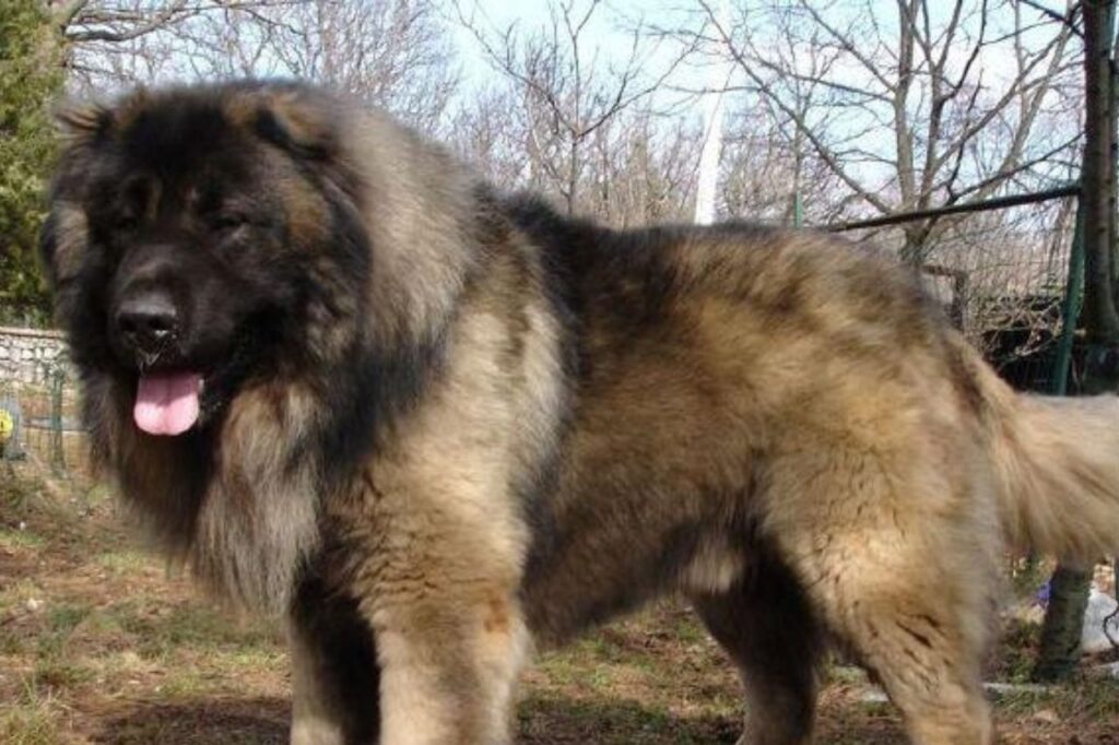 caucasian