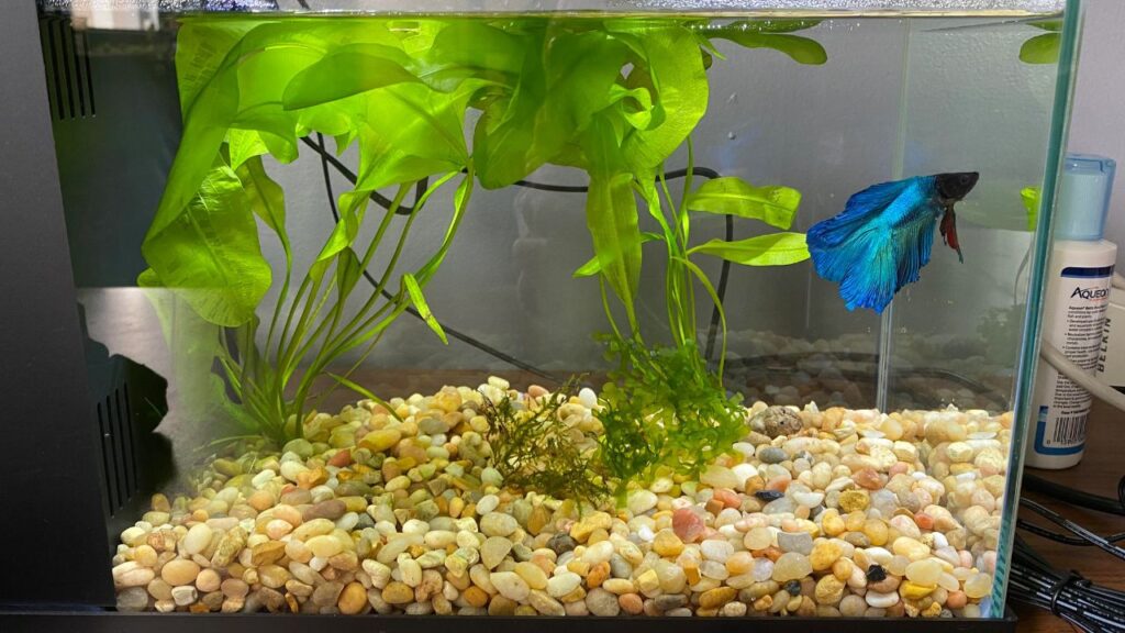 Betta fish tank