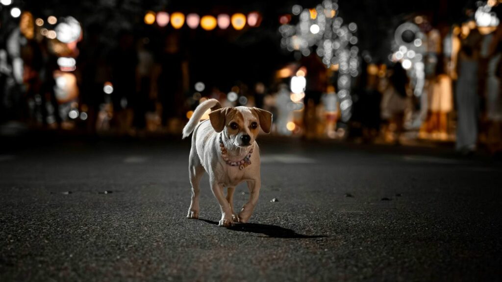 Jack Russell Terrier Dog on Street at Night During Festival