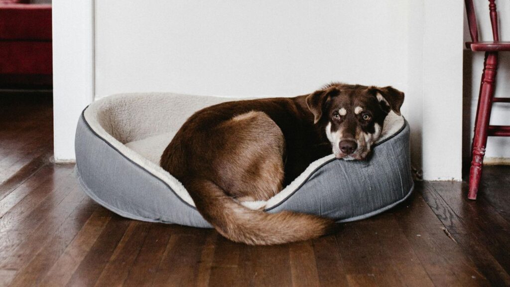 Dog Resting on Pet Bed