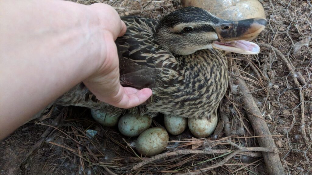 duck laid eggs