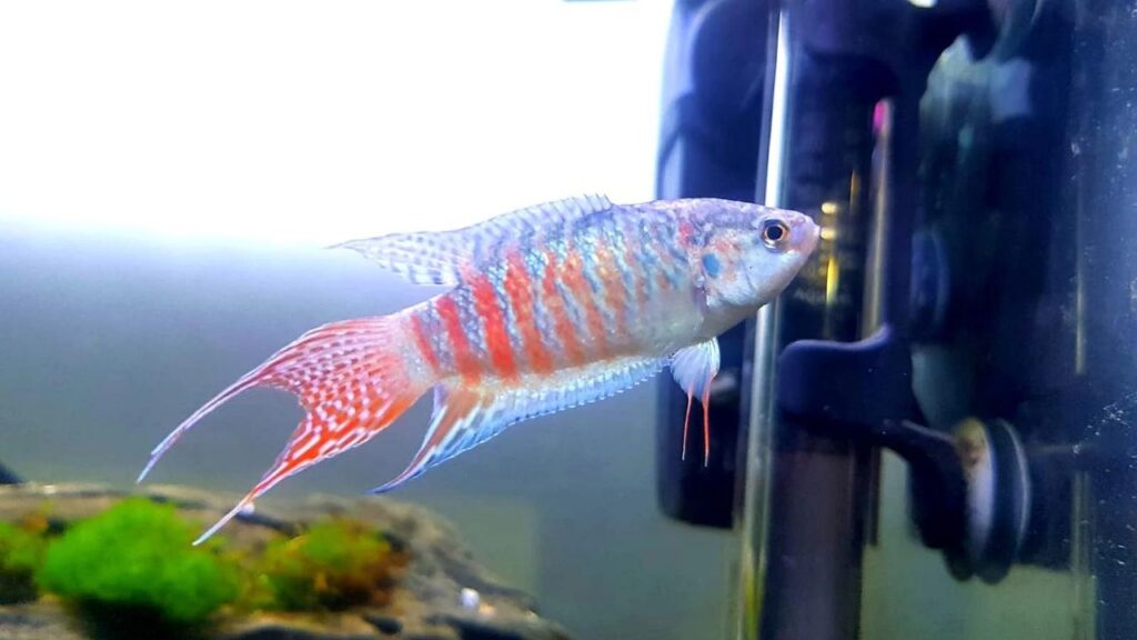 Fish That Can Survive in an Outdoor Pond 