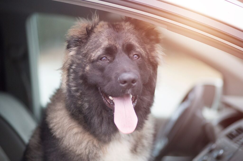 caucasian in car
