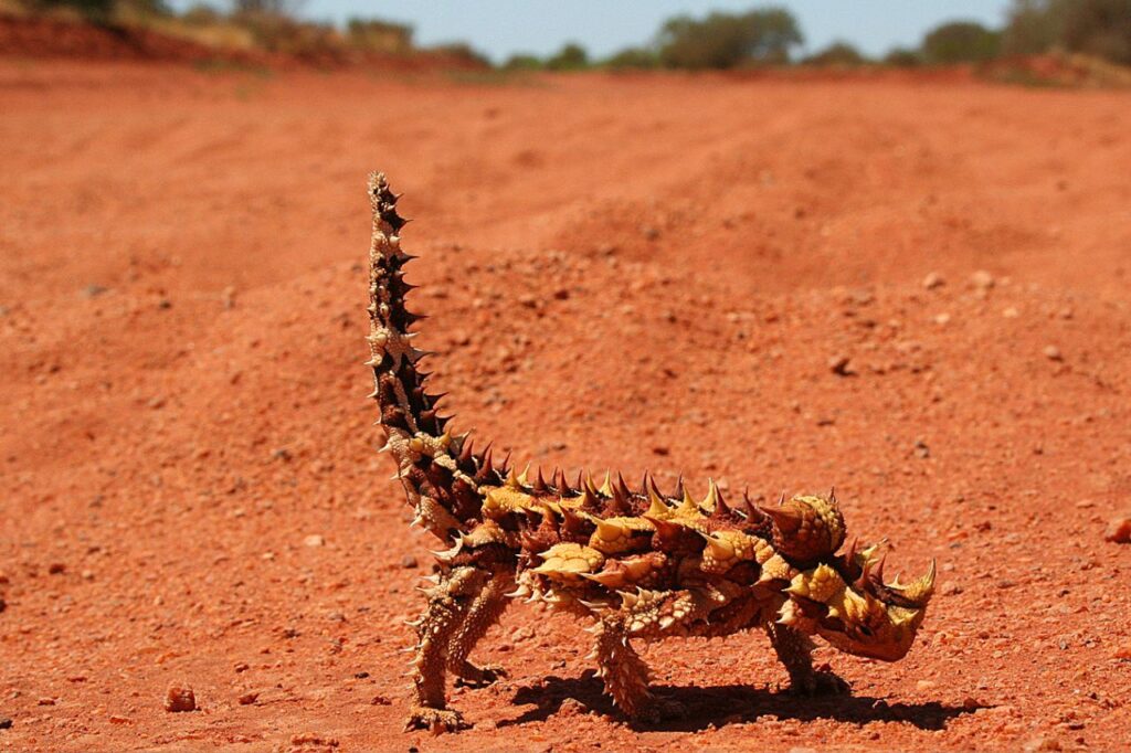 thorny devil