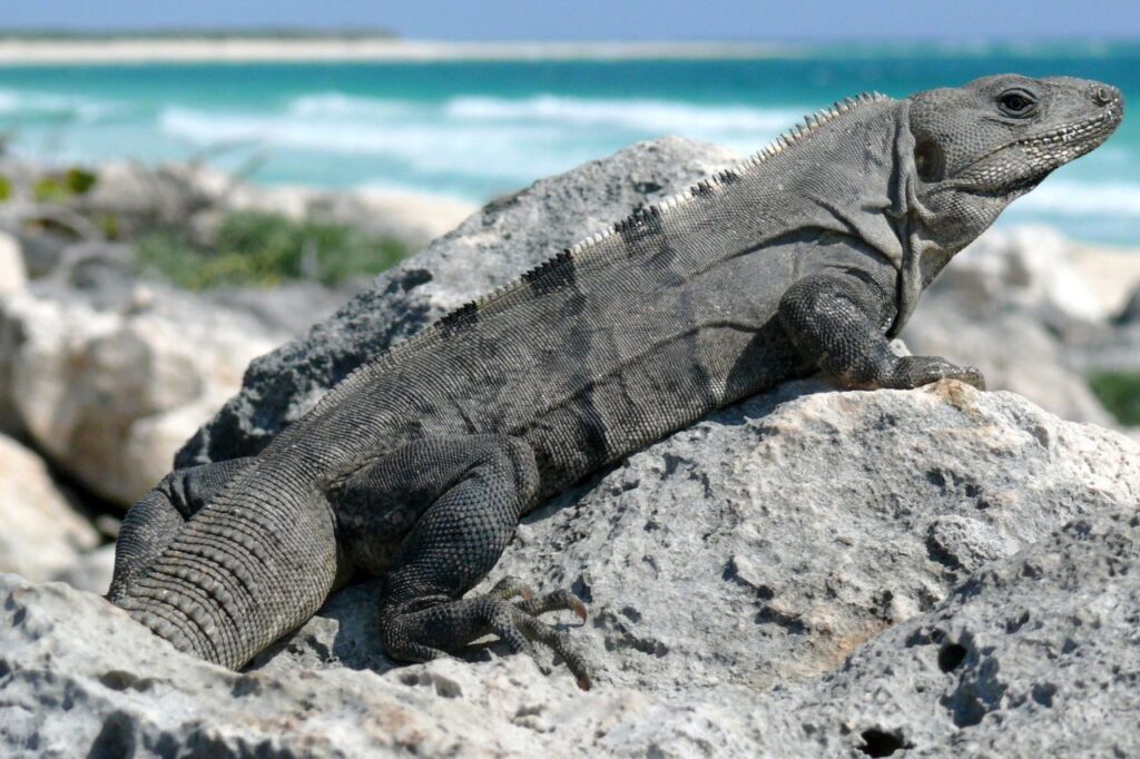 Spiny tailed iguana